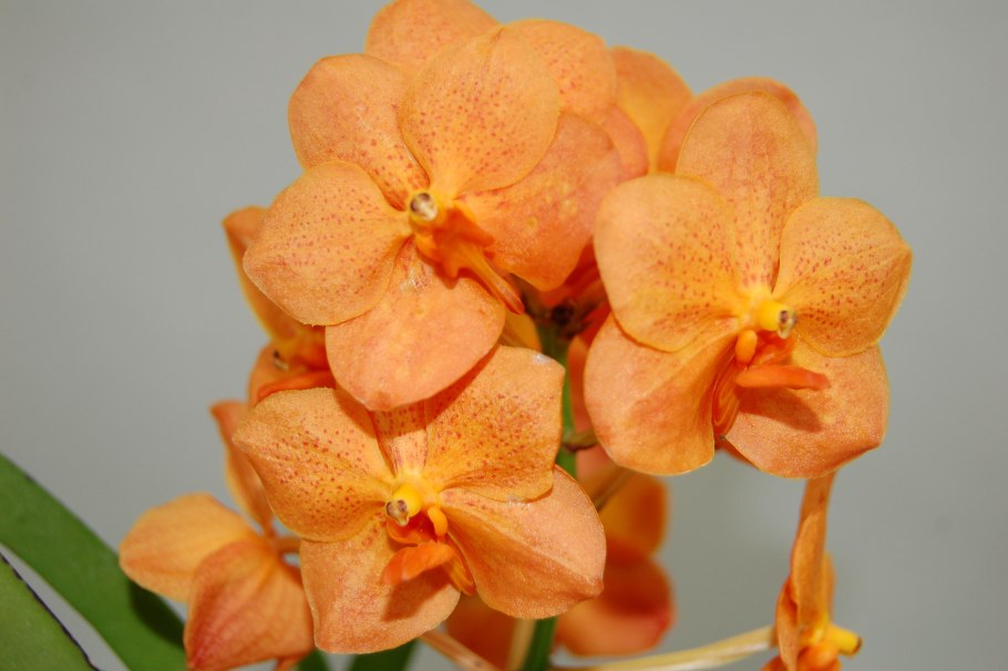 Аскоценда (Ascocenda)