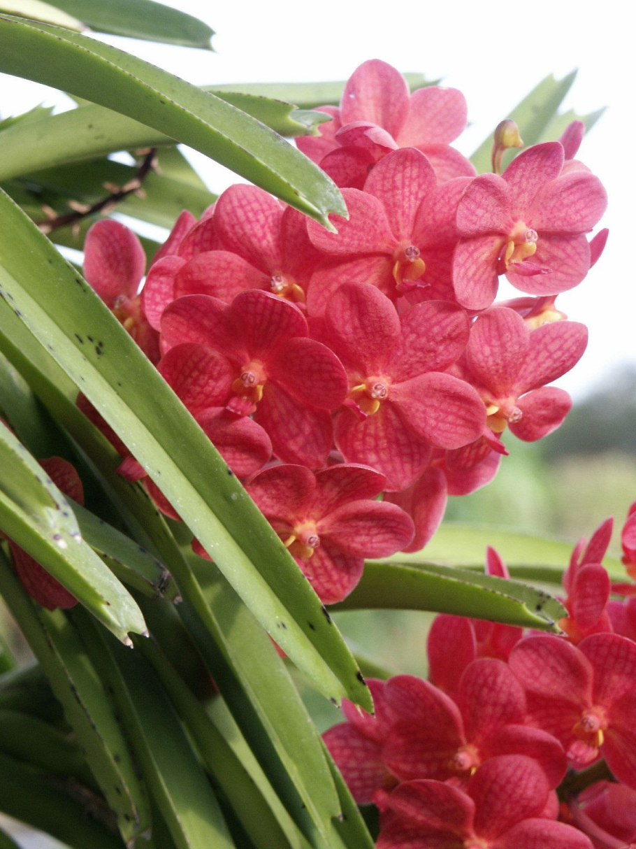 Аскоценда (Ascocenda)