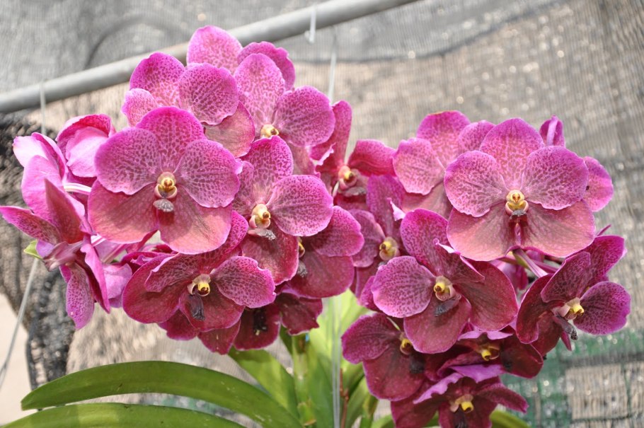 Аскоценда Орхидея