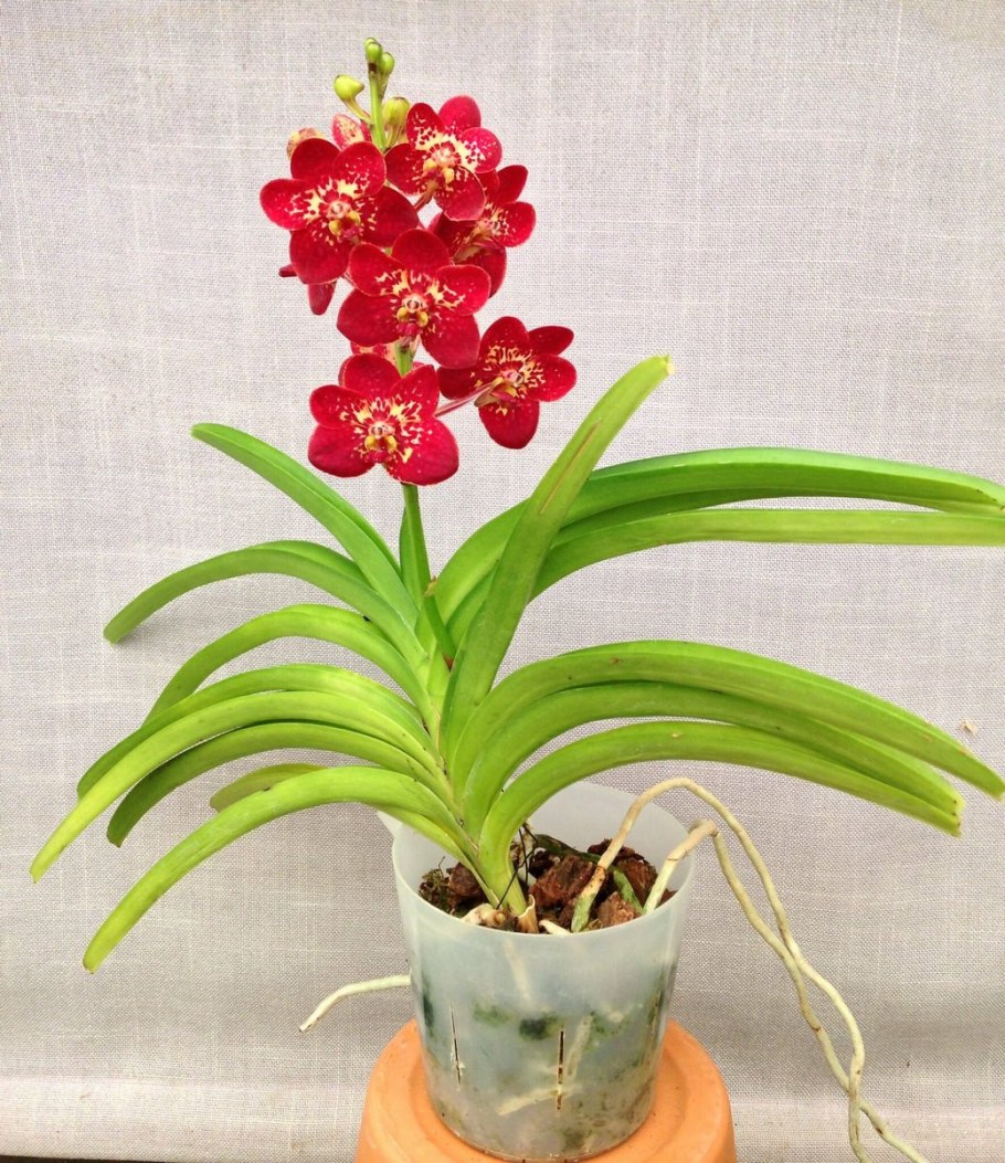 Аскоценда Орхидея