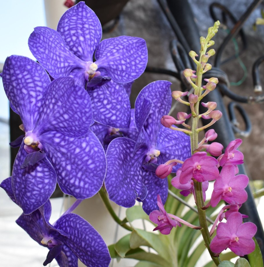 Орхидея coerulea Vanda