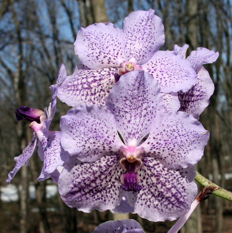 Бьютифул Орхидея