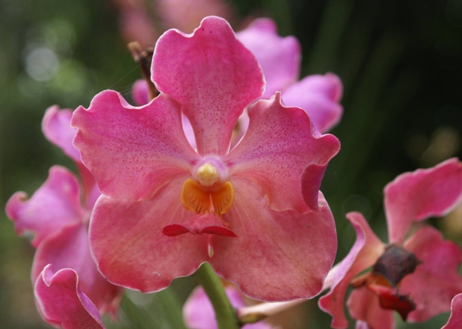 Аскоценда Орхидея