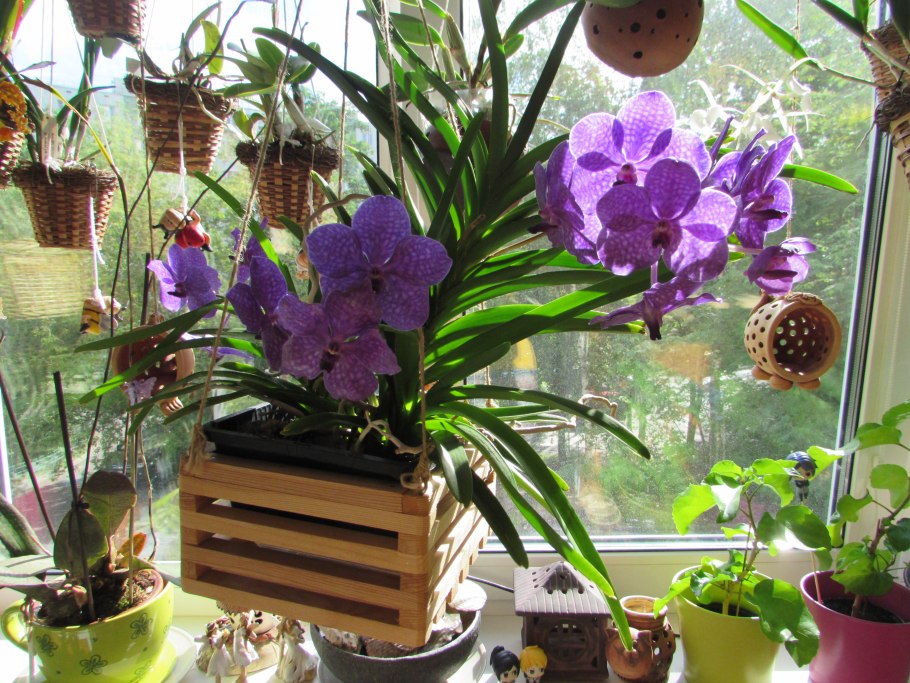 Ascocenda Princess Mikasa Blue