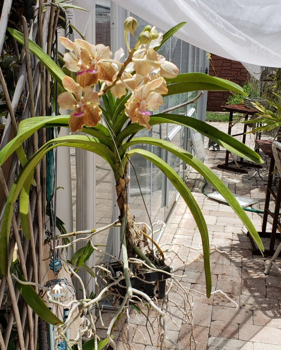 Орхидея Ванда аскоценда