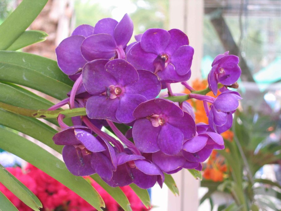 Орхидея Ванда аскоценда