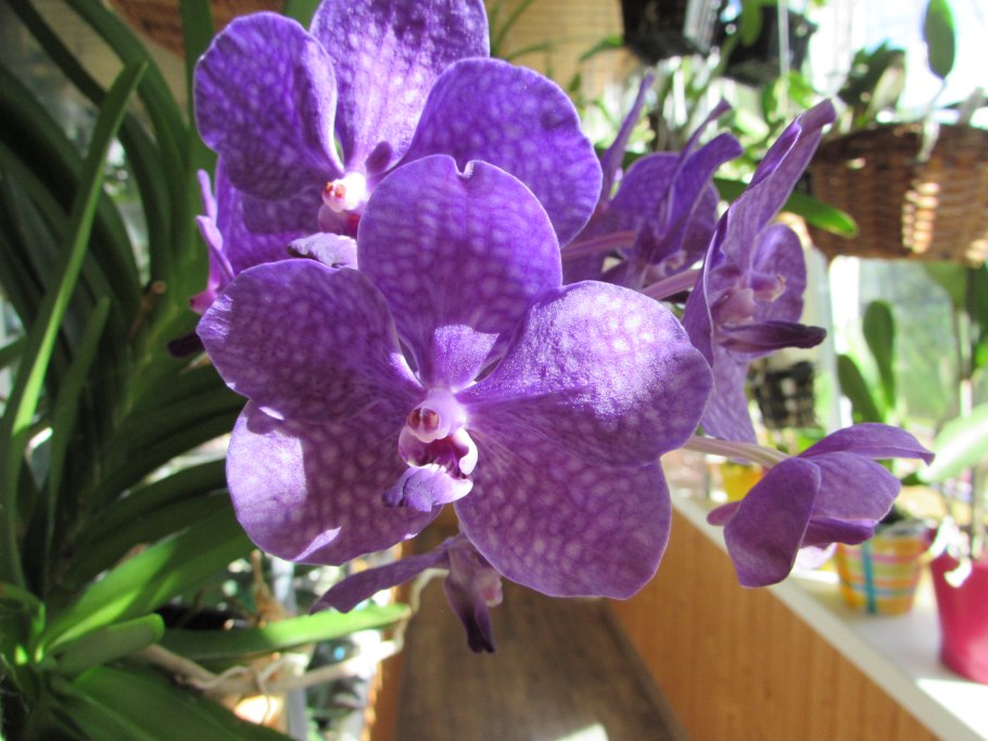 Фаленопсис орхидея ванда