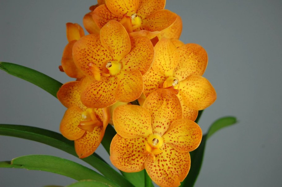 Аскоценда Орхидея