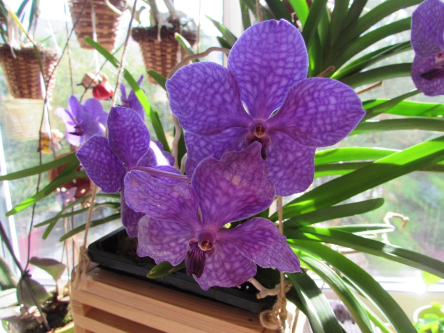 Аскоценда и Ванда