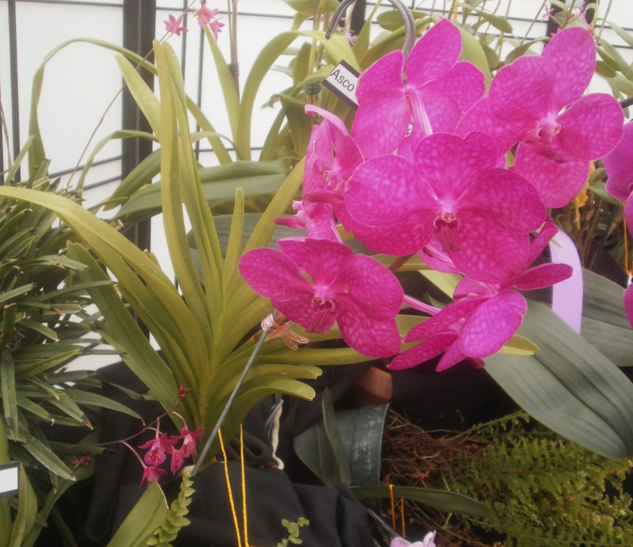 Ascocenda Princess Mikasa Blue