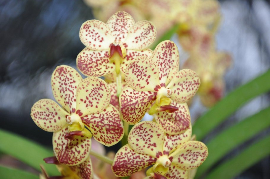 Орхидея Ванда красная