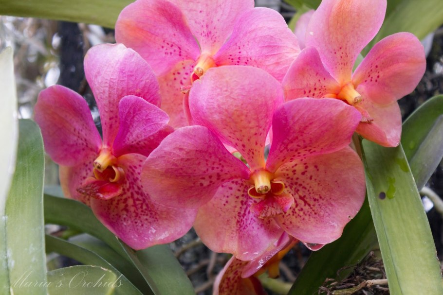 V. Kultana Gold x Kultana Scarlet_Orange spot