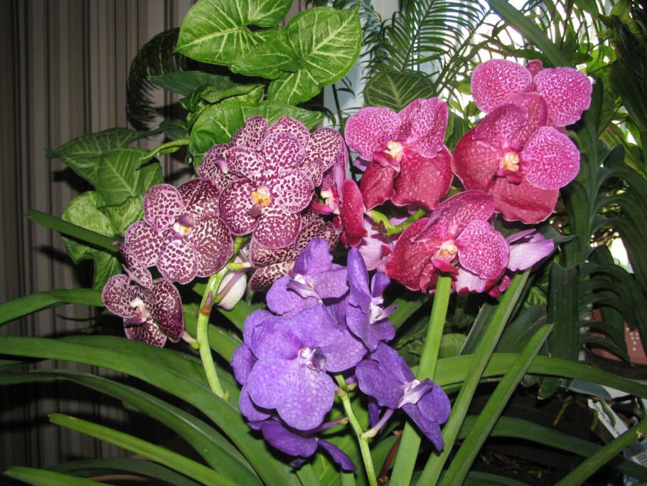 Орхидея Ванда розовый Фламинго