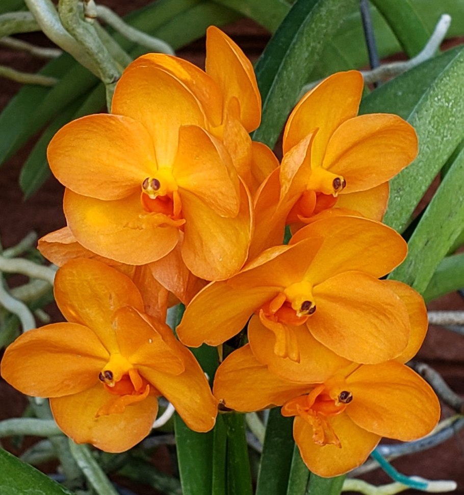 Аскоценда (Ascocenda)