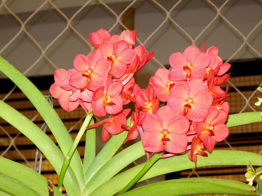 Аскоценда принцесса Микаса