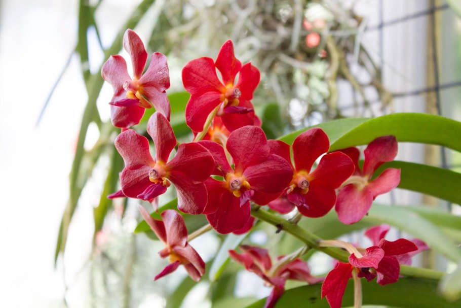 Ванда аскоценда Каттлея