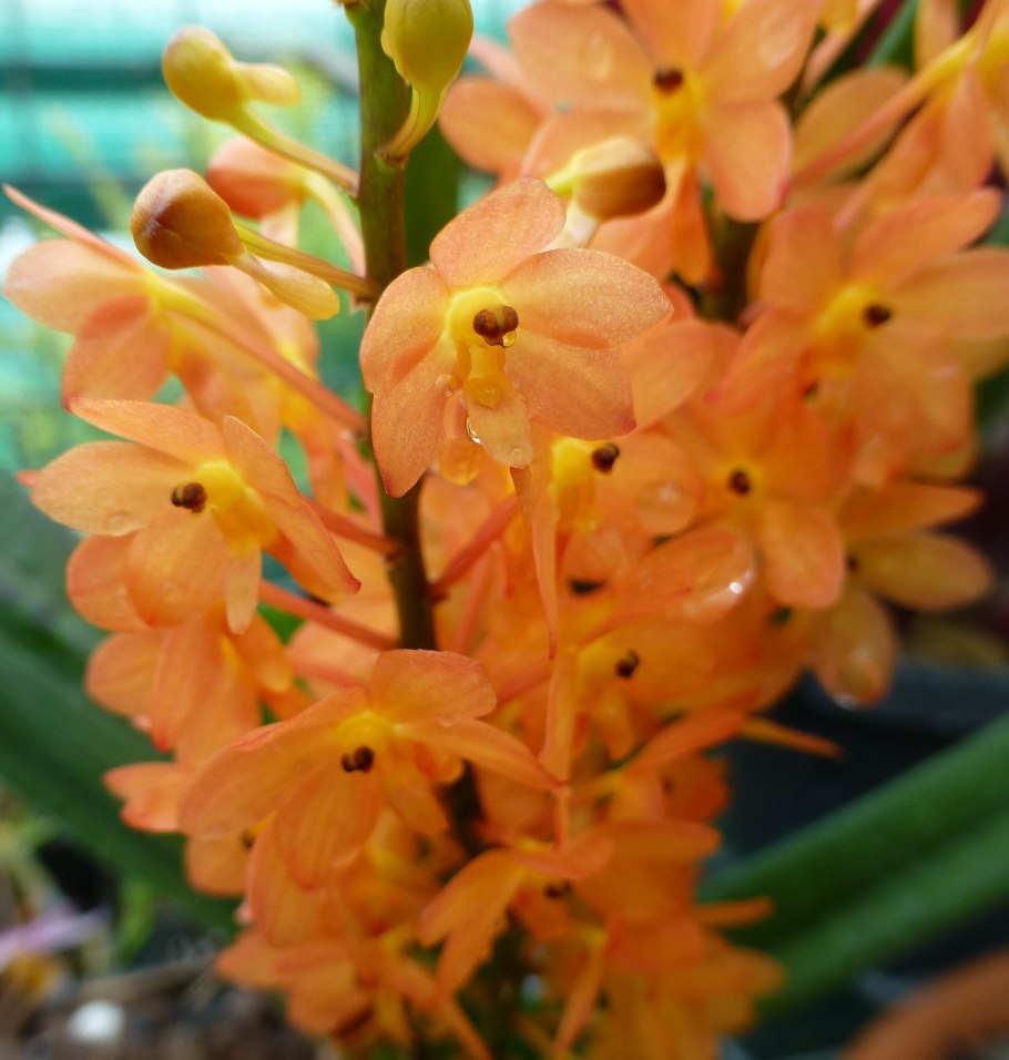 Ванда Култана Голд