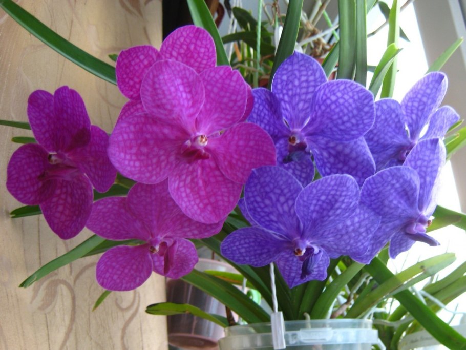 Аскоценда видео