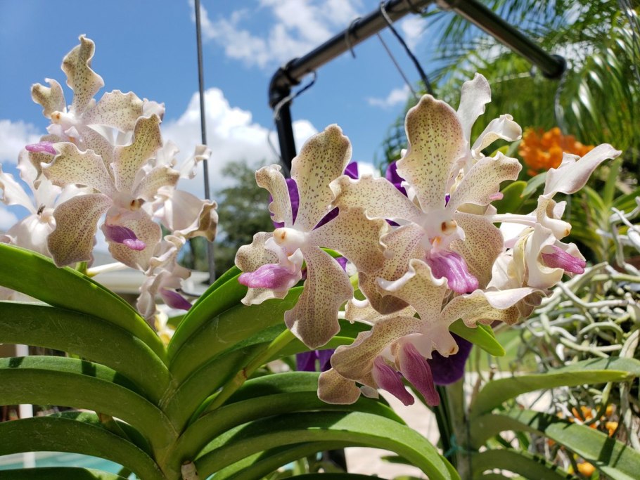 Ванда аскоценда Каттлея