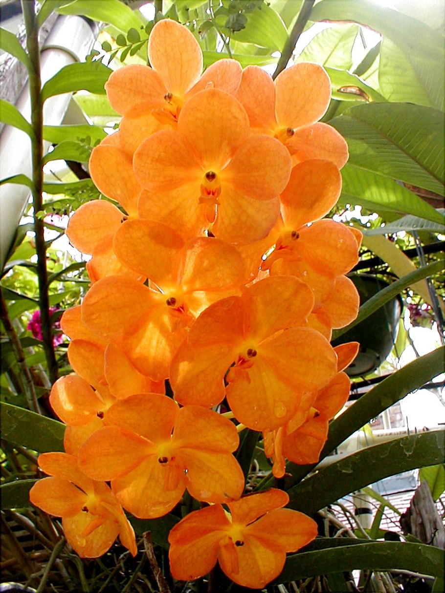 Аскоценда принцесса Микаса