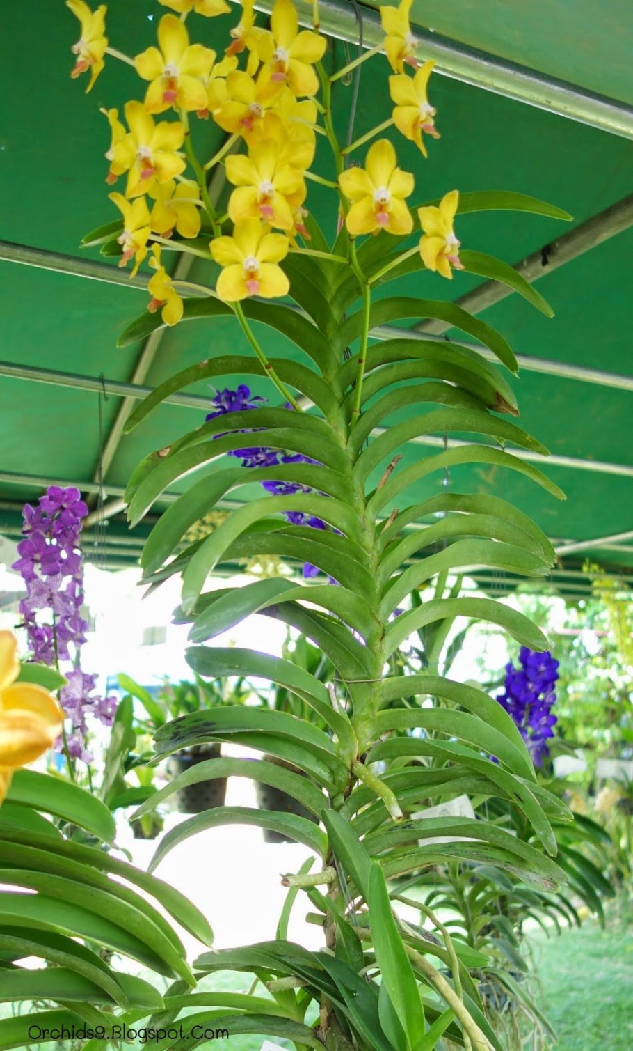 V. Adisak Blue, WOC 20th in Singapore best of 'Ascocenda'