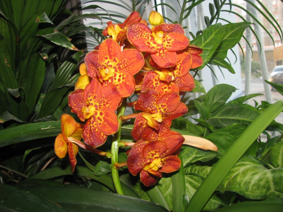 Аскоценда (Ascocenda)