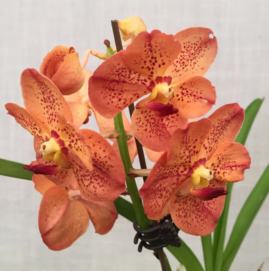 Орхидея Ванда желтая