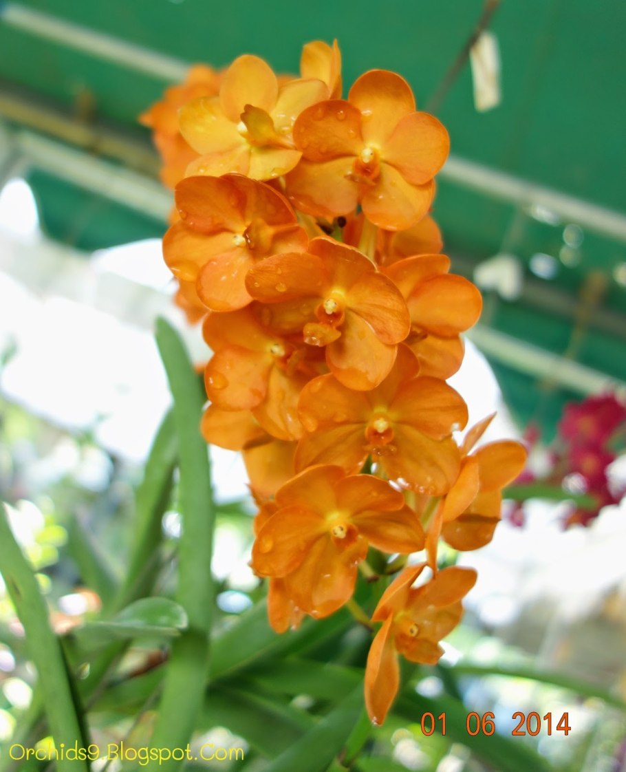 Орхидея аскоценда купить