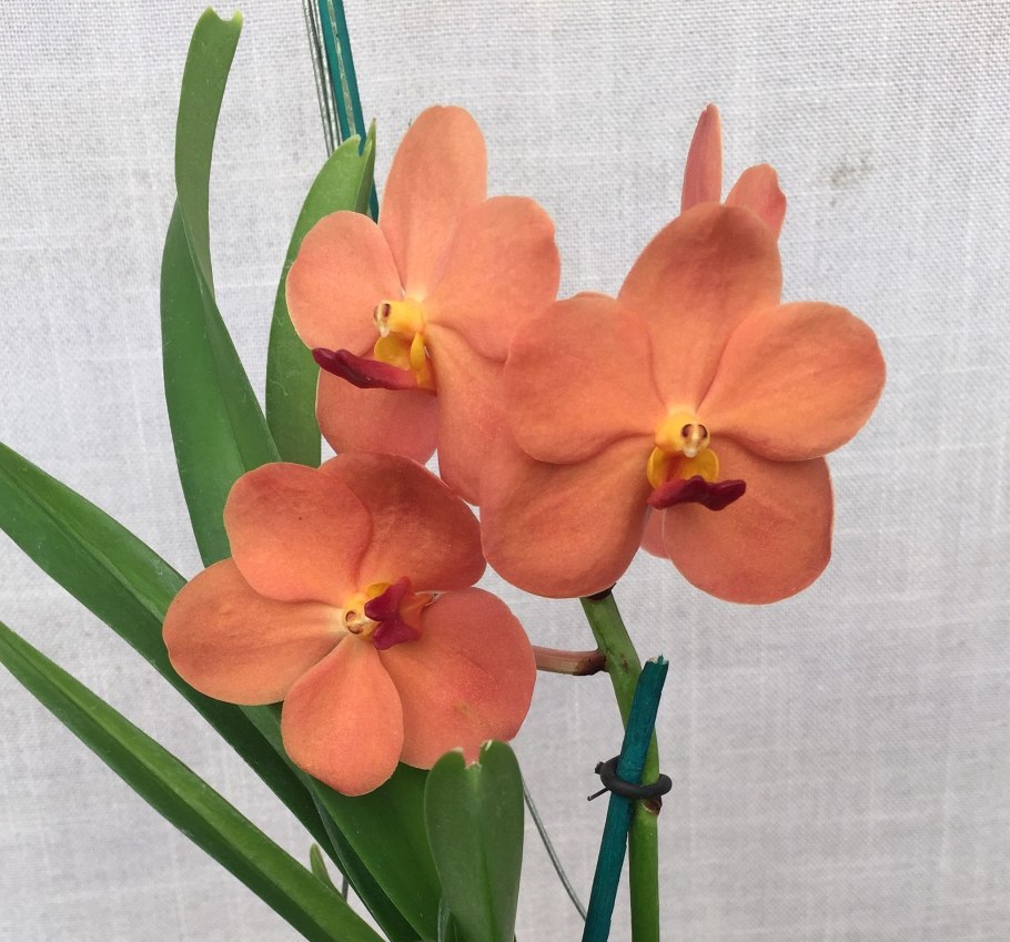 Аскоценда орхидея