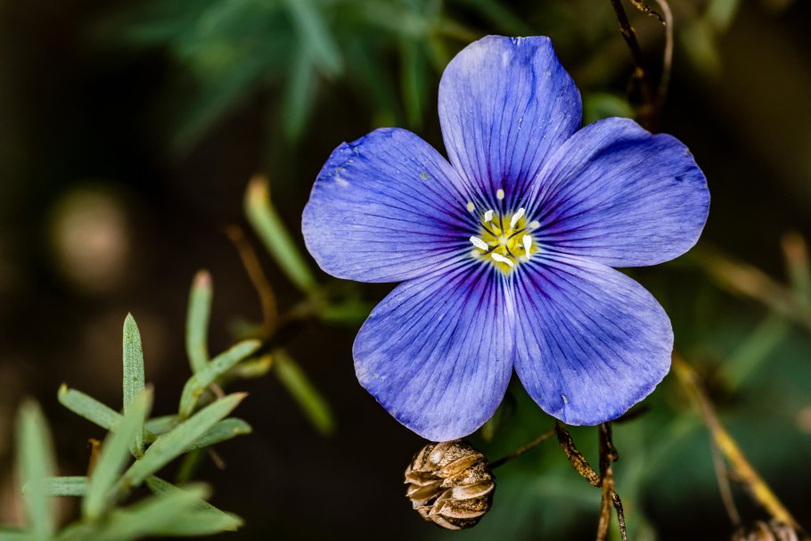 Лён обыкновенный (Linum usitatissimum l.)