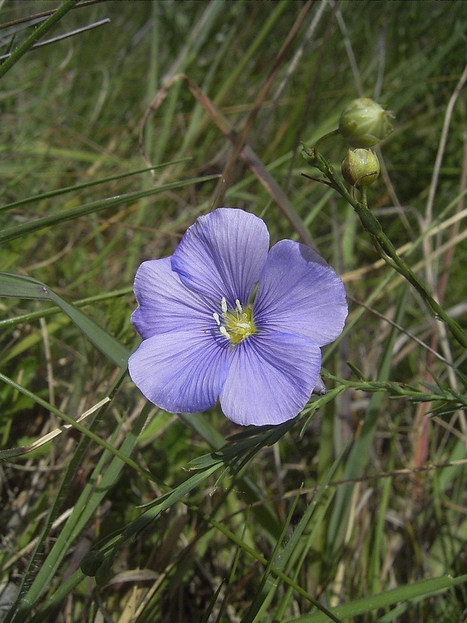 Лен горный Linum austriacum