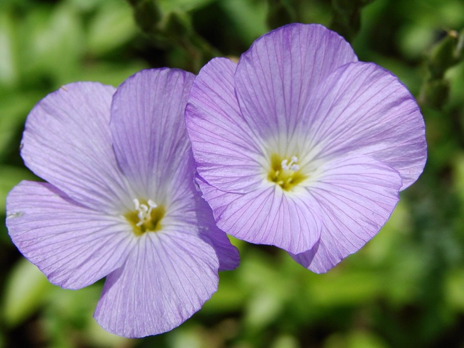 Лён обыкновенный (Linum usitatissimum l.)