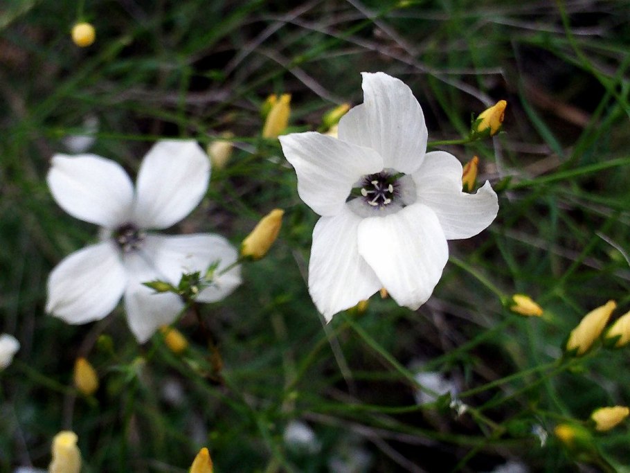 Linum hirsutum