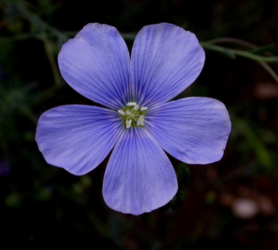 Лён (Linum)