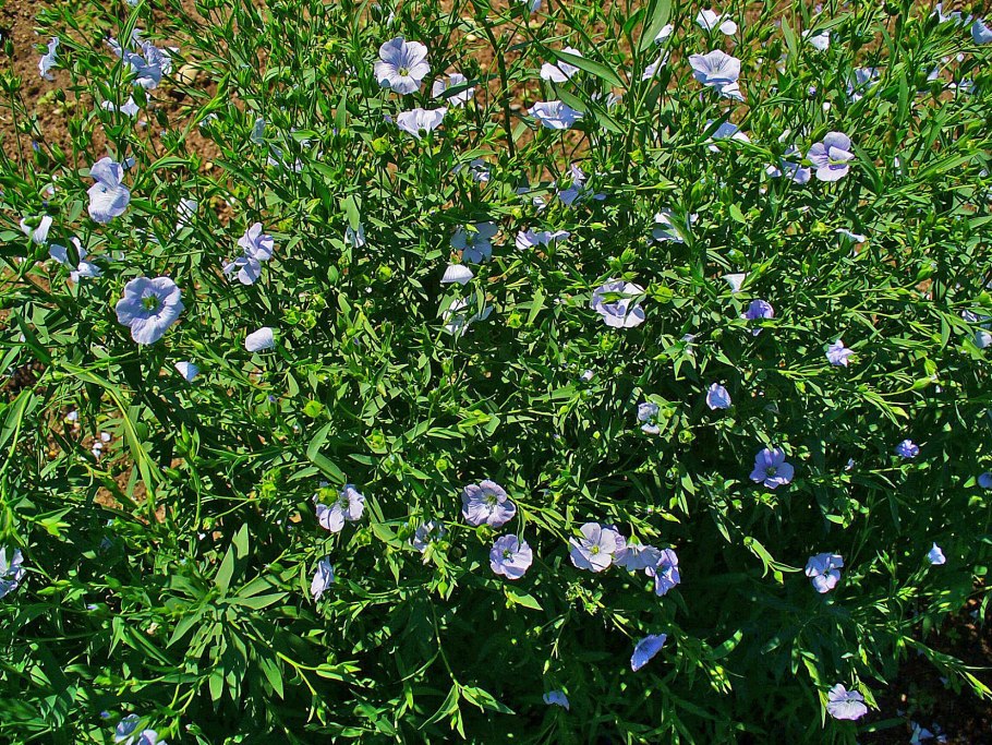 Linum flavum