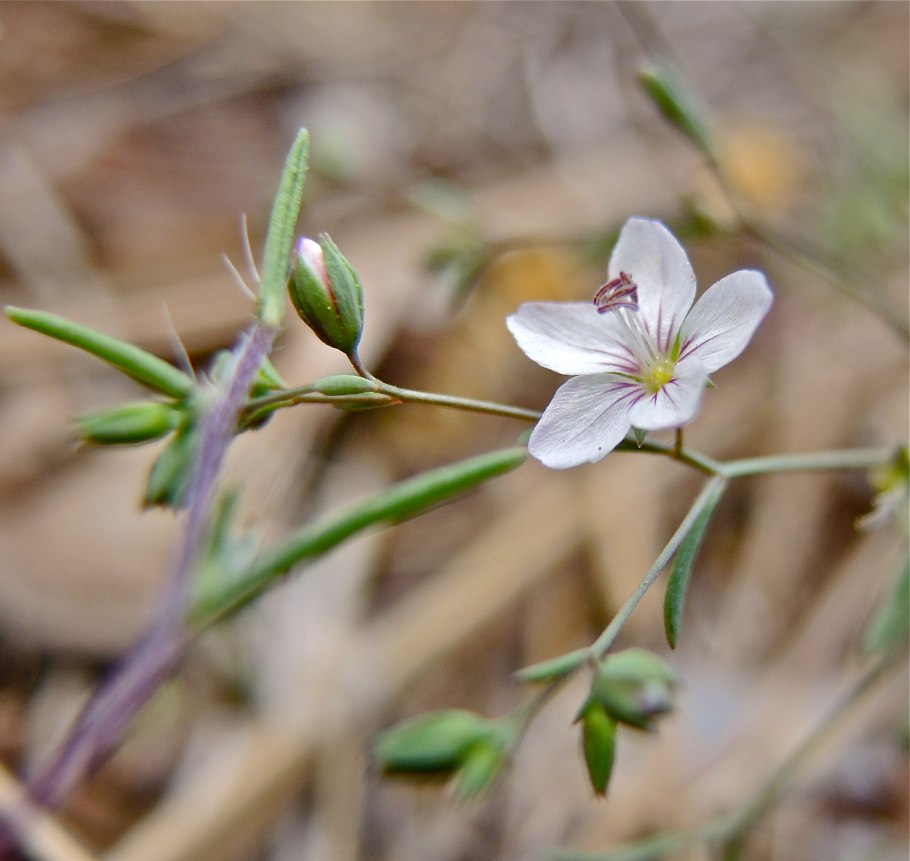 Лён обыкновенный (Linum usitatissimum l.)