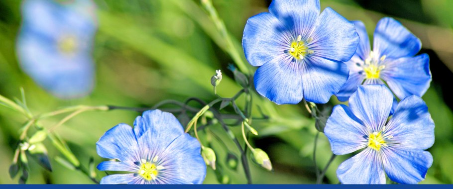 Linum stelleroides