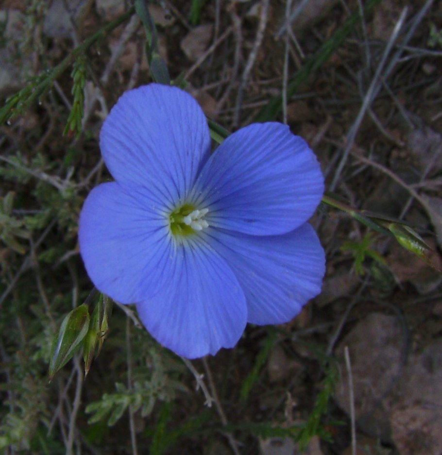 Linum usitatissimum - лен обыкновенный