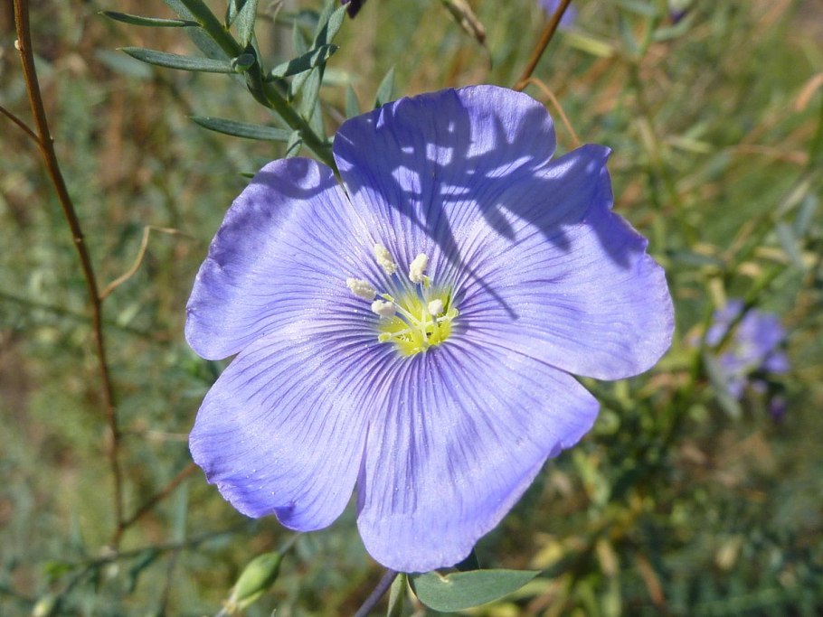 Linum austriacum