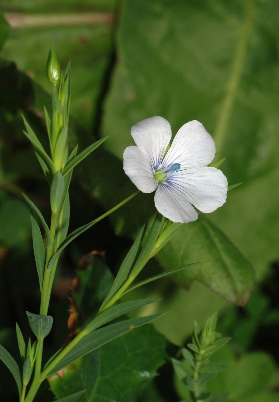 Linum chi Linum