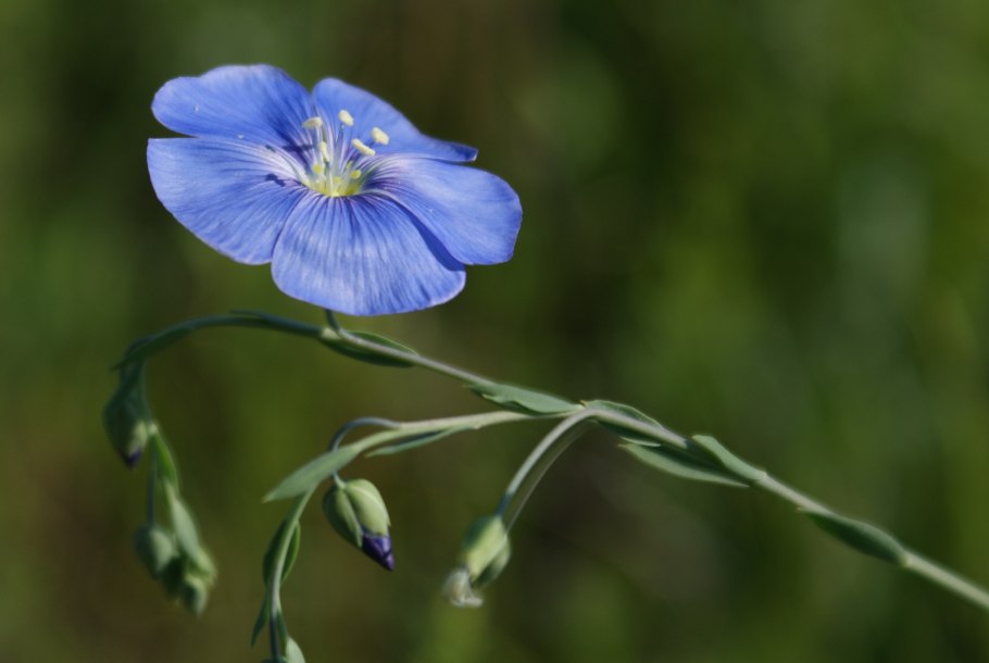 Лен многолетний Linum perénne