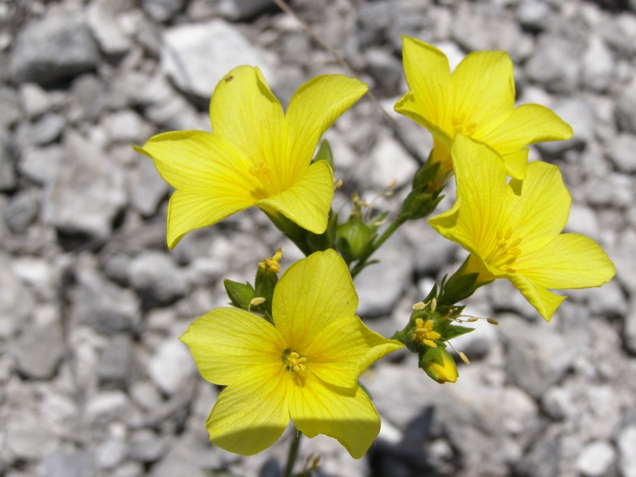 Camelina microcarpa
