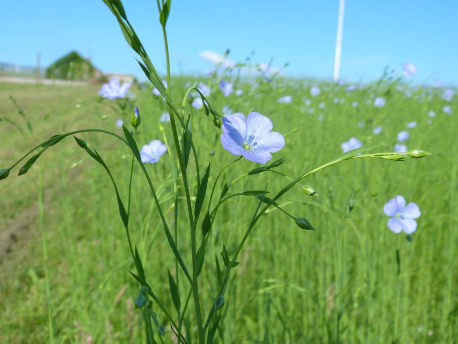 Лён обыкновенный (Linum usitatissimum l.)
