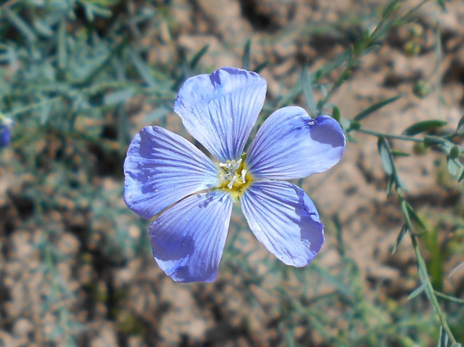 Лён крупноцветковый (Linum grandiflorum)