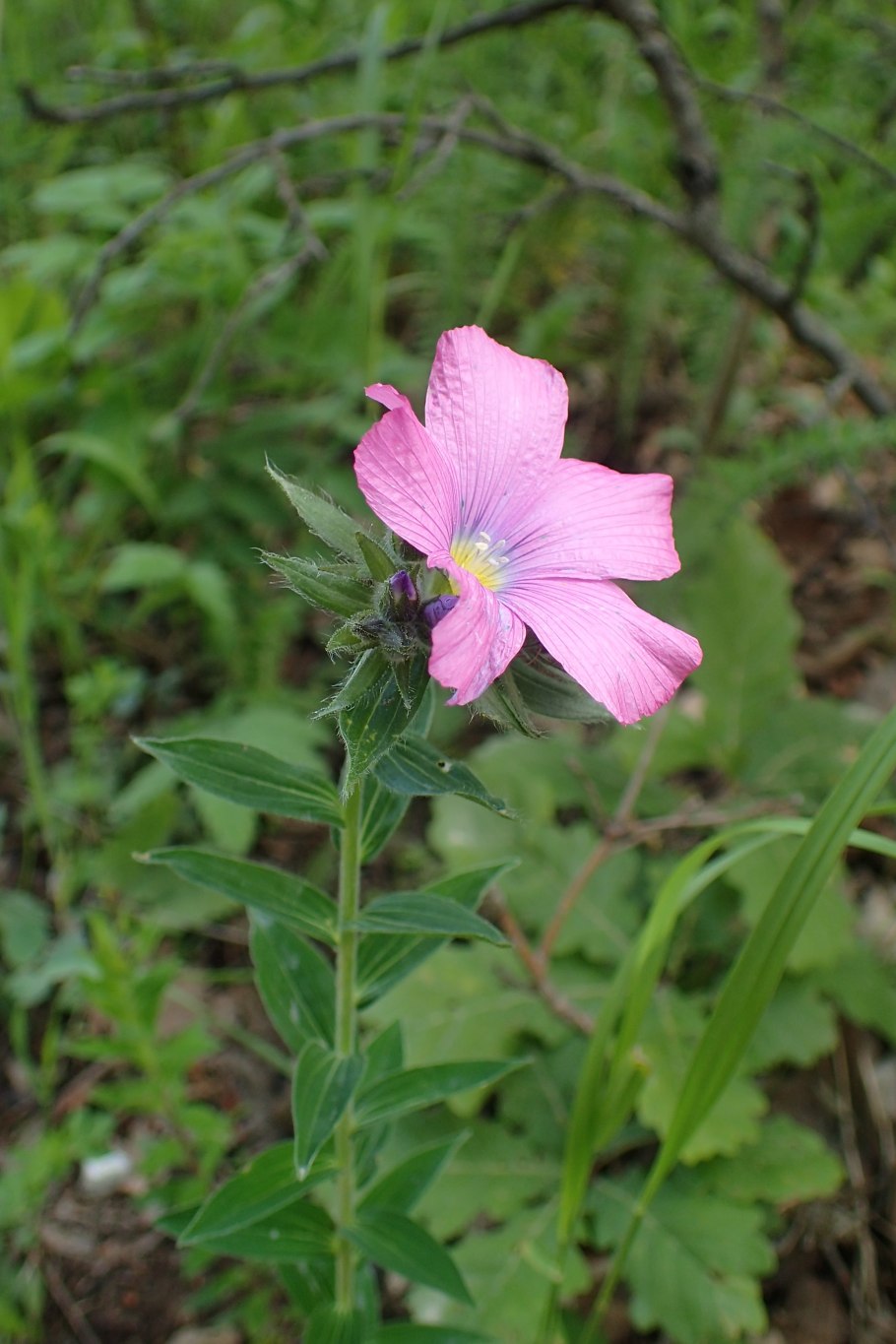 Linum hypericifolium