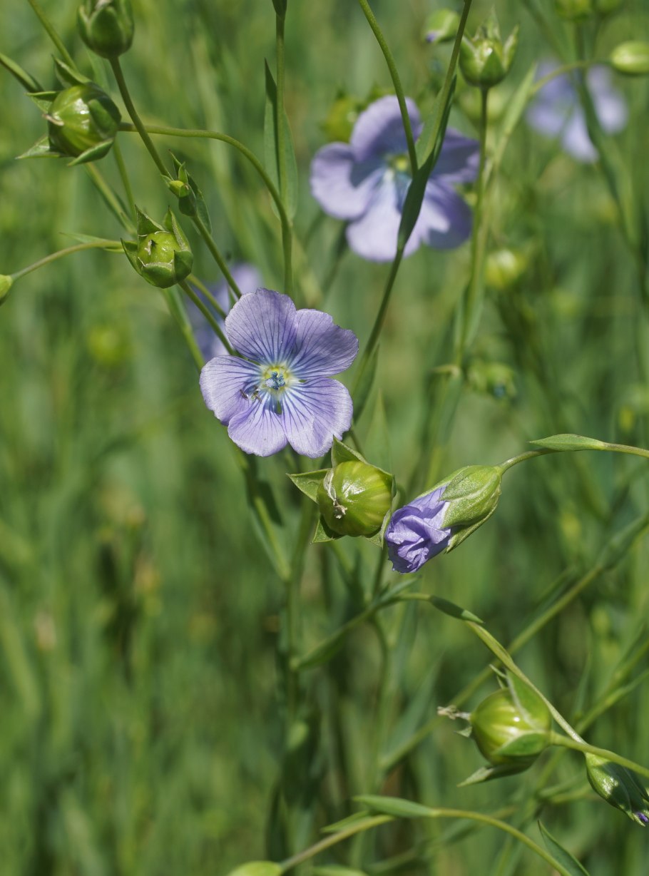 Linum usitatissimum