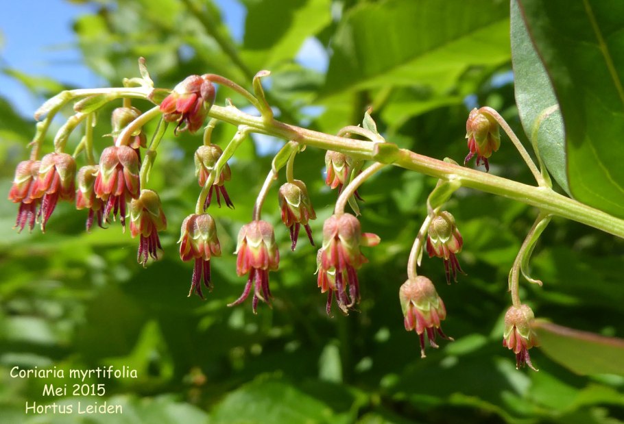 Coriaria ruscifolia