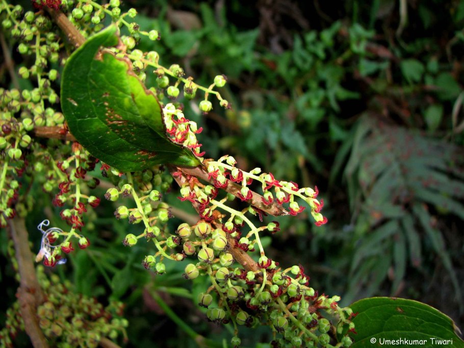 Coriaria ruscifolia