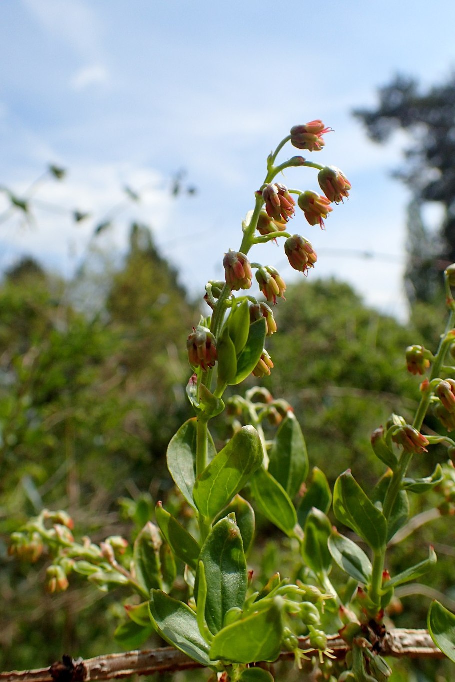 Rhus coriaria Totum