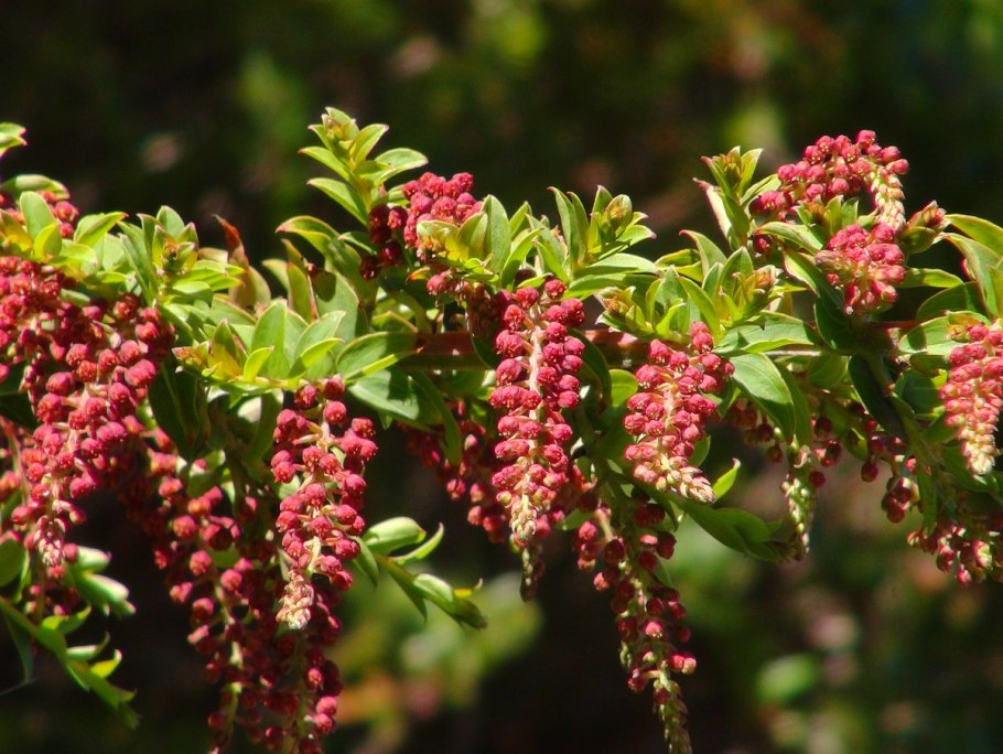 Кориария Миртифолия